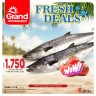 Grand Fresh 18 October 2024